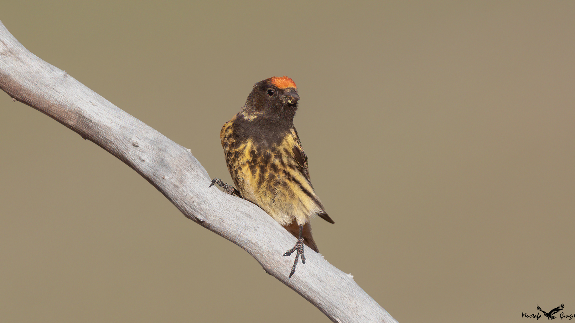 Fire-fronted Serin